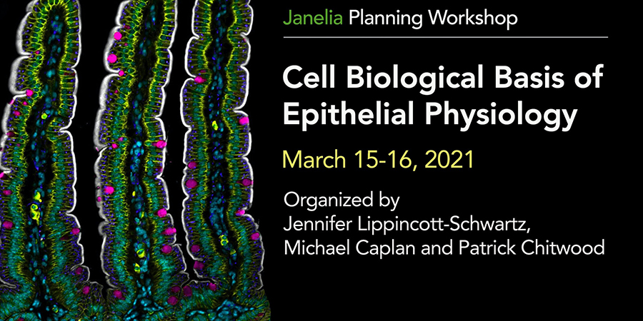 CELL BIOLOGICAL BASIS OF EPITHELIAL PHYSIOLOGY